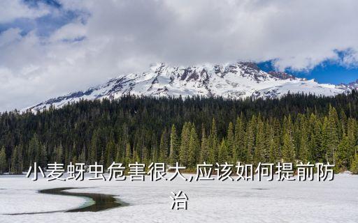  小麥蚜蟲危害很大,應該如何提前防治