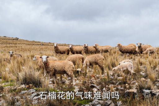 石楠花的氣味難聞嗎