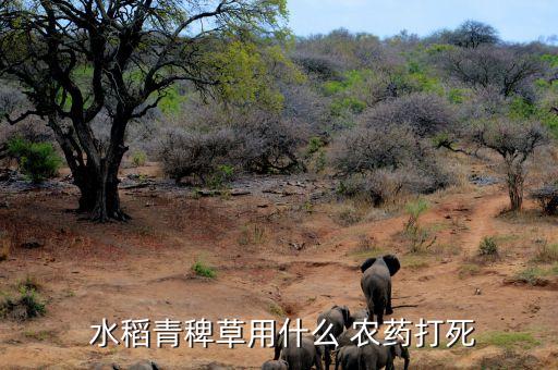 什么農(nóng)藥專門殺水稻,水稻農(nóng)藥什么時間打效果最好