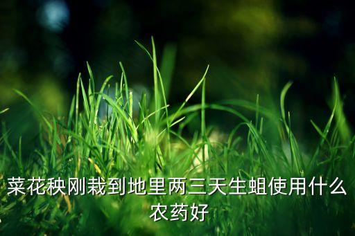 花菜噴什么農藥最好用,花菜什么品種最好