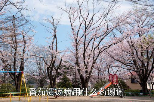 西紅柿爛葉子打什么農藥
