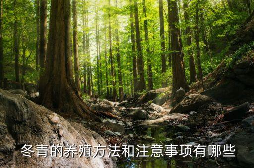 冬青什么季節打農藥,冬青生長在什么季節