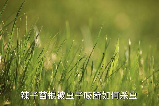 辣椒苗期蟲害打什么農藥,辣椒有什么蟲害