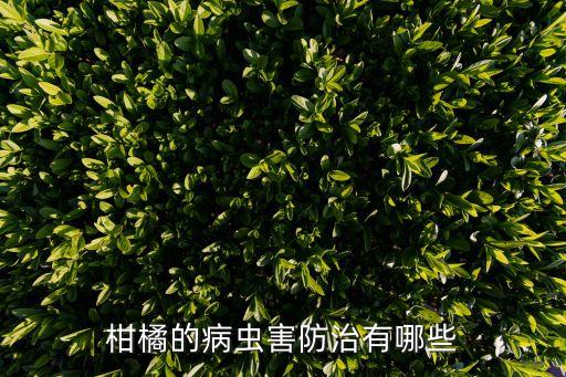 柑橘的病蟲害防治有哪些