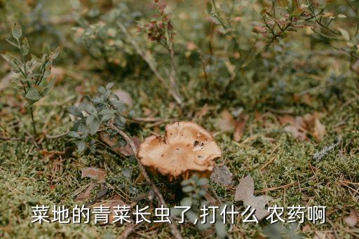 天葉蟲用什么農(nóng)藥,蚧殼蟲用什么農(nóng)藥效果好