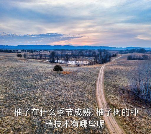  柚子在什么季節成熟, 柚子樹的種植技術有哪些呢