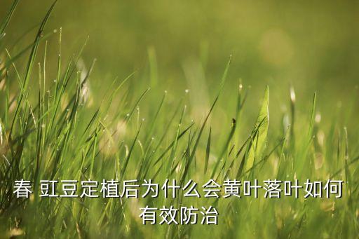 春 豇豆定植后為什么會黃葉落葉如何有效防治