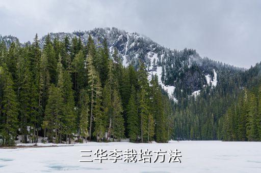 山華李結(jié)果初期打什么農(nóng)藥