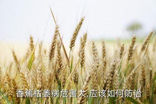 什么農藥可以殺死香蕉樹根