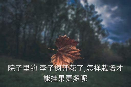 院子里的 李子樹(shù)開(kāi)花了,怎樣栽培才能掛果更多呢