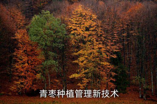  青棗種植管理新技術(shù)