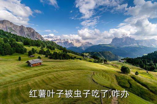 紅薯葉用什么農(nóng)藥好使,什么樣的紅薯沒農(nóng)藥