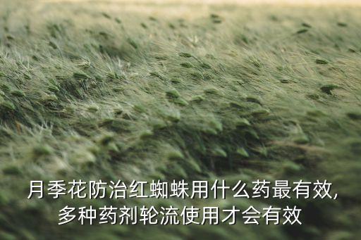  月季花防治紅蜘蛛用什么藥最有效,多種藥劑輪流使用才會有效