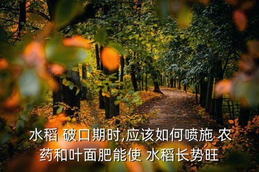  水稻 破口期時,應(yīng)該如何噴施 農(nóng)藥和葉面肥能使 水稻長勢旺