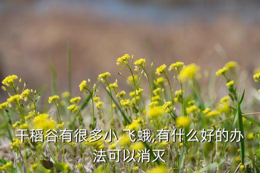 飛蛾要什么農藥打,飛蛾用什么藥打效果好