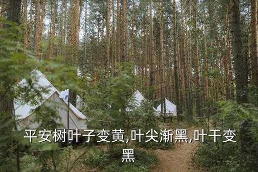 平安樹褐斑病用什么農藥