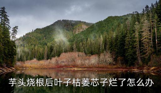 芋頭有什么農藥才能死,芋頭需要打什么農藥