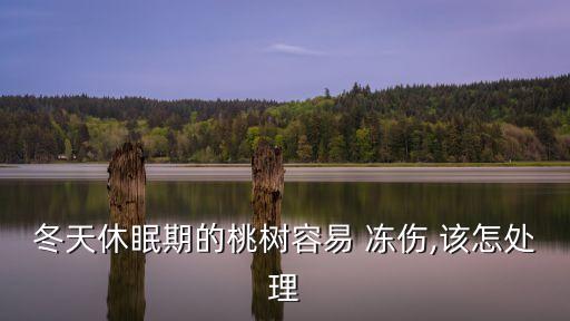冬天休眠期的桃樹容易 凍傷,該怎處理
