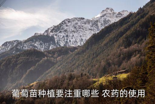  葡萄苗種植要注重哪些 農(nóng)藥的使用