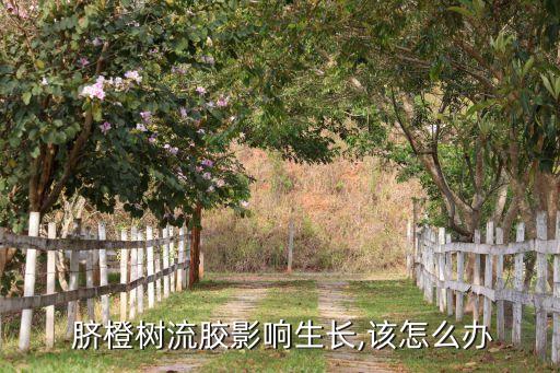 臍橙樹打什么農(nóng)藥防治,臍橙開園用什么農(nóng)藥