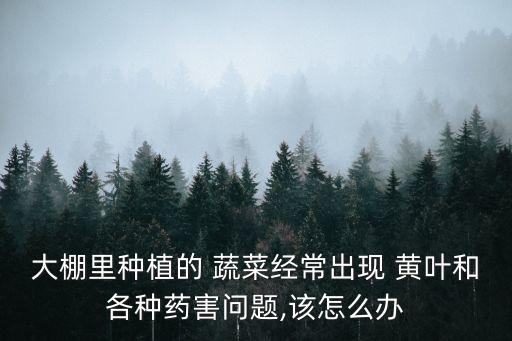 大棚里種植的 蔬菜經常出現 黃葉和各種藥害問題,該怎么辦