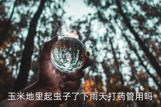 玉米地里起蟲子了下雨天打藥管用嗎