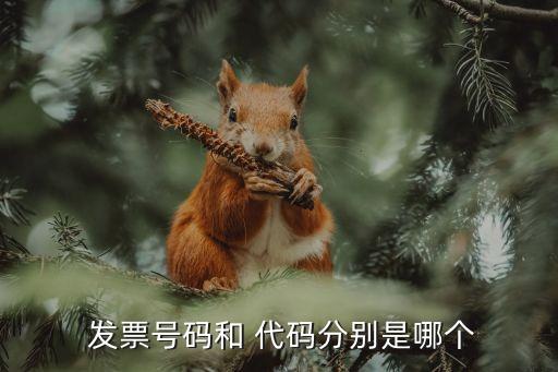  發(fā)票號碼和 代碼分別是哪個