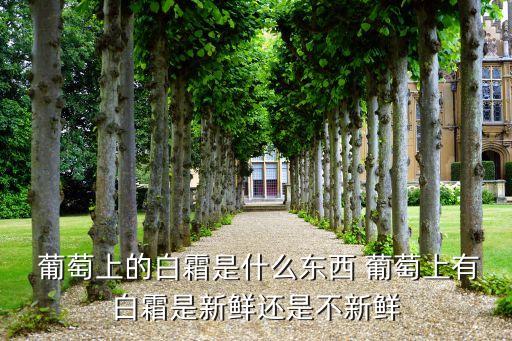 什么農(nóng)藥對(duì)葡萄果粉有影響