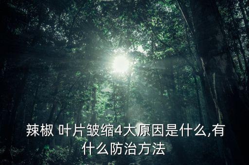  辣椒 葉片皺縮4大原因是什么,有什么防治方法