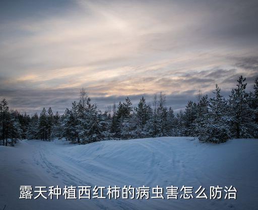 種番茄用什么農藥,番茄不能和什么一起種