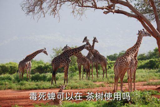 毒死蜱可以在 茶樹使用嗎