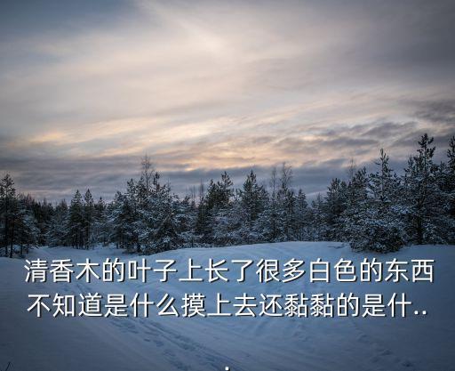  清香木的葉子上長(zhǎng)了很多白色的東西不知道是什么摸上去還黏黏的是什...