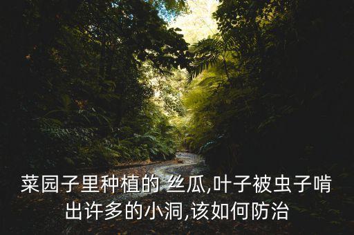 菜園子里種植的 絲瓜,葉子被蟲子啃出許多的小洞,該如何防治
