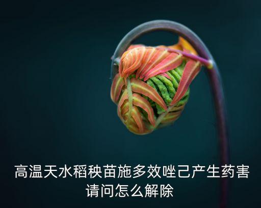  高溫天水稻秧苗施多效唑己產生藥害請問怎么解除