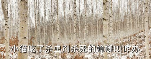 貓吃了農藥會有什么反應