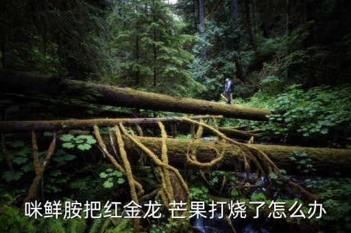 咪鮮胺把紅金龍 芒果打燒了怎么辦