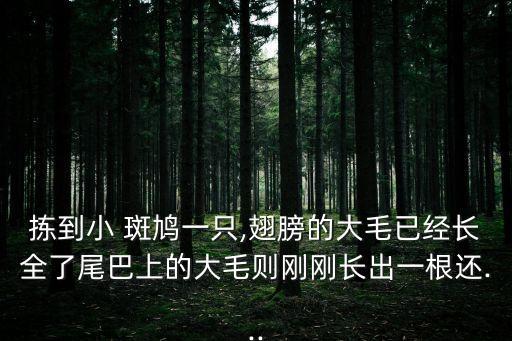揀到小 斑鳩一只,翅膀的大毛已經(jīng)長全了尾巴上的大毛則剛剛長出一根還...