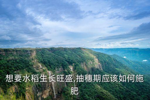 想要水稻生長旺盛,抽穗期應(yīng)該如何施肥