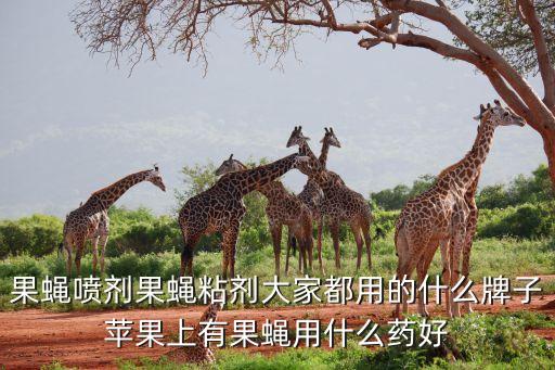 果蠅噴劑果蠅粘劑大家都用的什么牌子蘋果上有果蠅用什么藥好