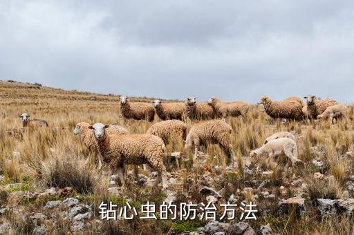  鉆心蟲的防治方法