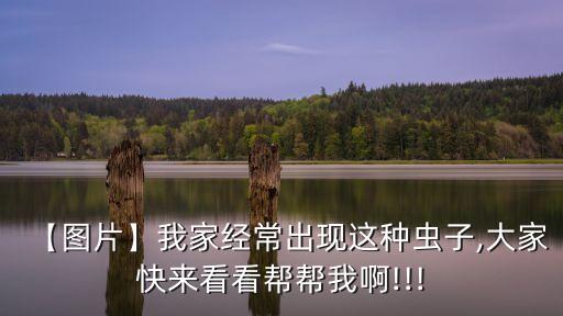 【圖片】我家經常出現這種蟲子,大家快來看看幫幫我啊!!!