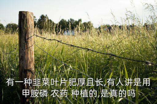 有一種韭菜葉片肥厚且長,有人講是用甲胺磷 農(nóng)藥 種植的,是真的嗎