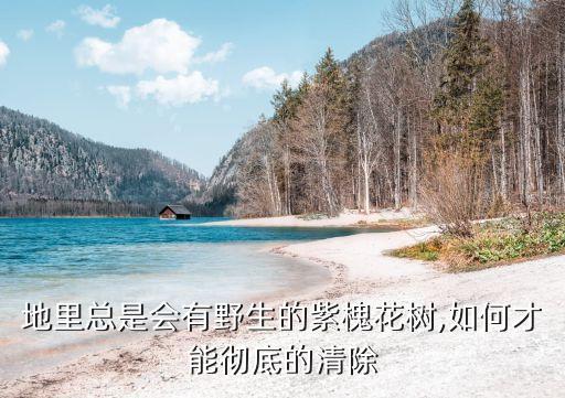 地里總是會(huì)有野生的紫槐花樹,如何才能徹底的清除