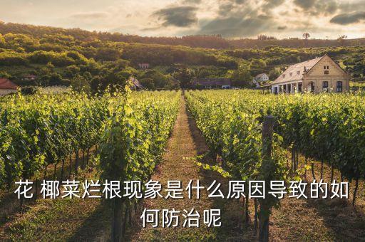 花 椰菜爛根現象是什么原因導致的如何防治呢