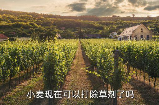 小麥今日打什么農藥啊,小麥打農藥什么時間打效果好