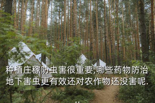 種植莊稼防蟲害很重要,哪些藥物防治地下害蟲更有效還對農作物還沒害呢...