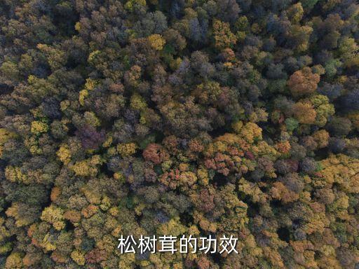 松樹茸的功效