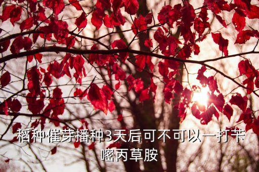  稻種催芽播種3天后可不可以一打芐嘧丙草胺