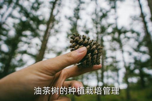 油茶樹用什么農藥