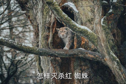 怎樣滅殺紅 蜘蛛